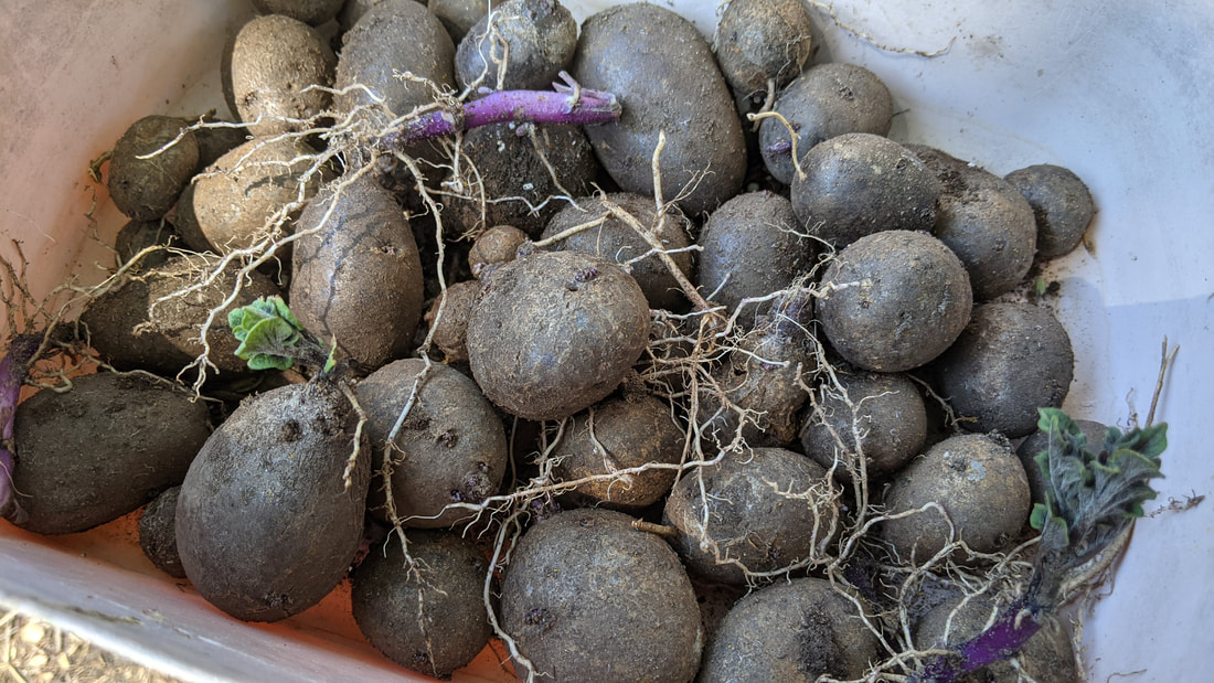 The health benefits of growing purple potatoes, Gardening advice